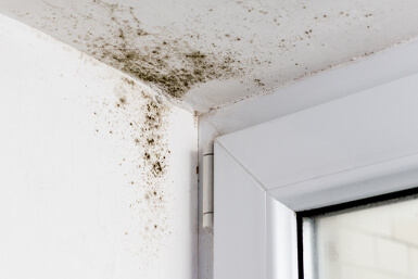 A Brief Guide to Mold, Moisture and Your Home