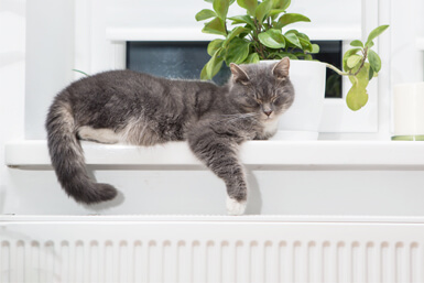 What's the Best Heater Temperature in Winter to Protect My Pets?