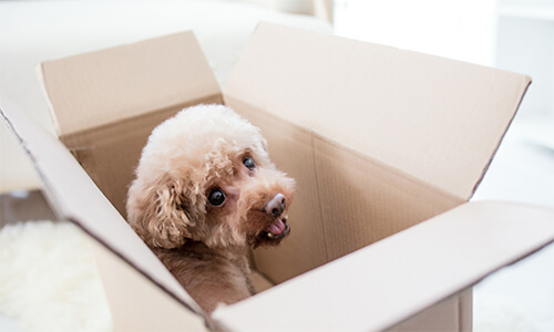 How to Move Your Pet to Your New Home